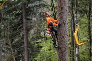 Arborist climbing tree