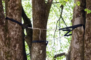 Tree cabling in vancouver wa