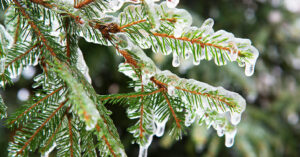 Frozen fir needles at a commercial tree property in Vancouver WA