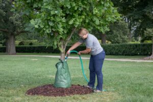 Watering trees to prevent against drought