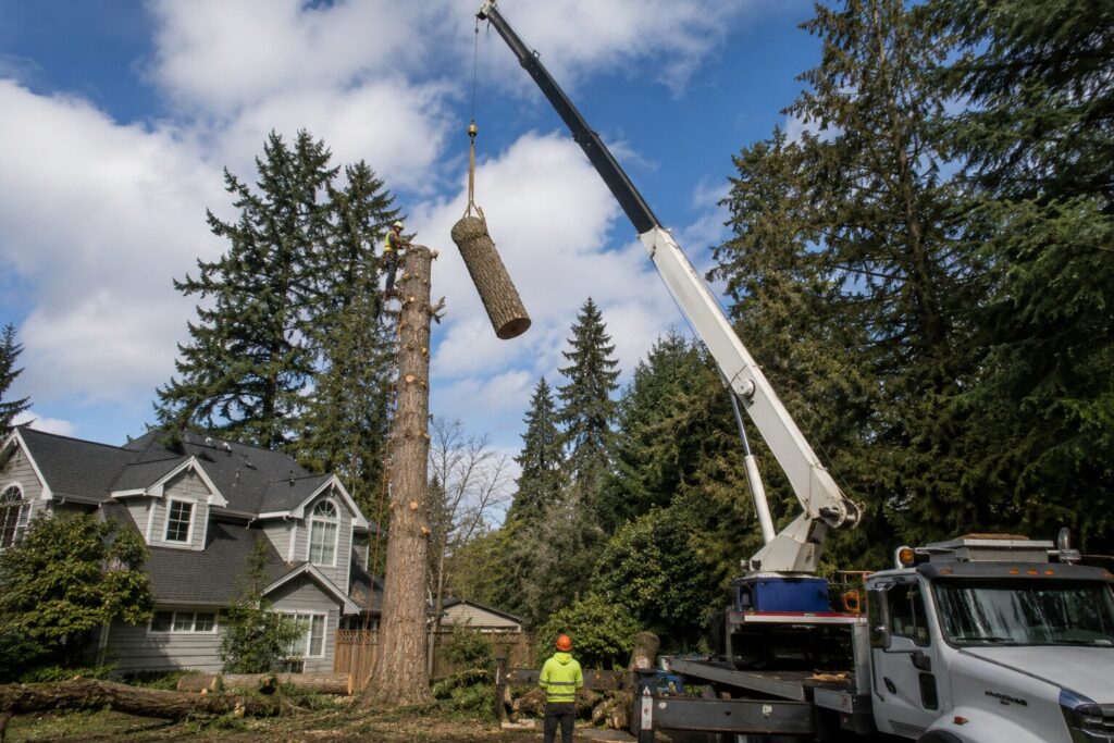Tree removal in residential neighborhood in Vancouver WA